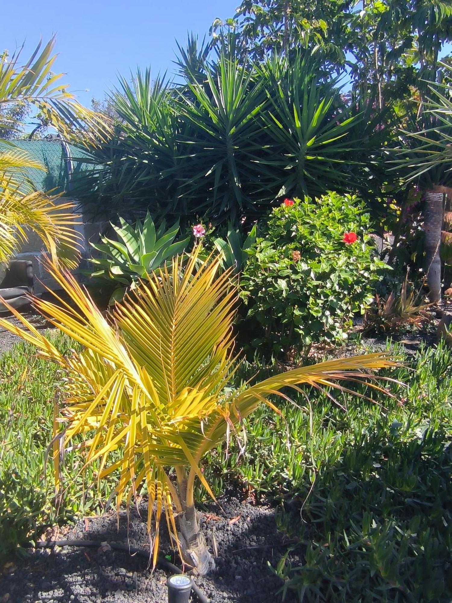 Villa Daita 2 Villa Daita 3 Granadilla De Abona Eksteriør bilde
