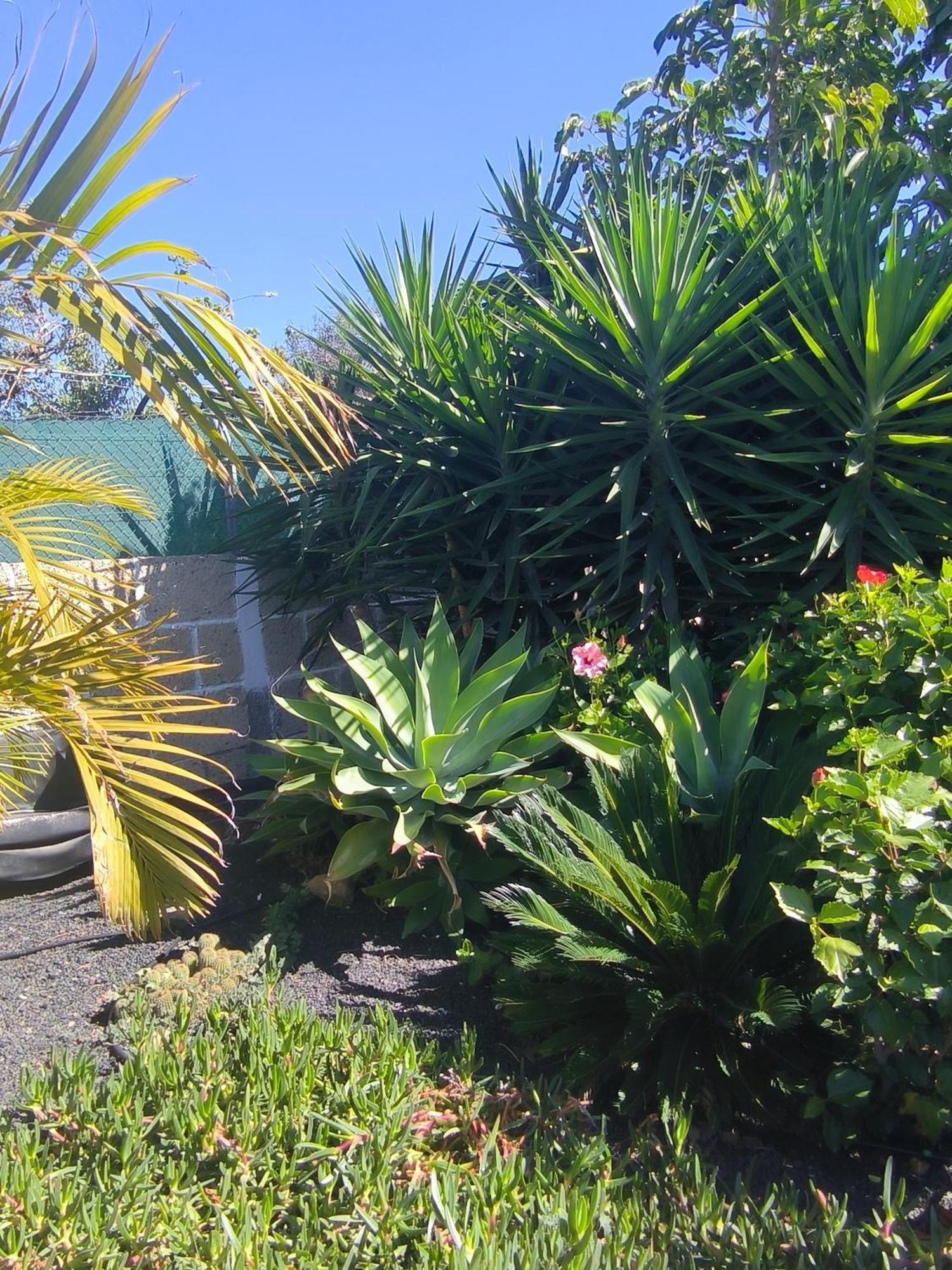 Villa Daita 2 Villa Daita 3 Granadilla De Abona Eksteriør bilde
